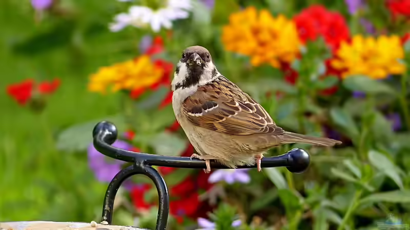 Blog: Natürlichkeit im Garten: Der Biophilia-Effekt (6586)