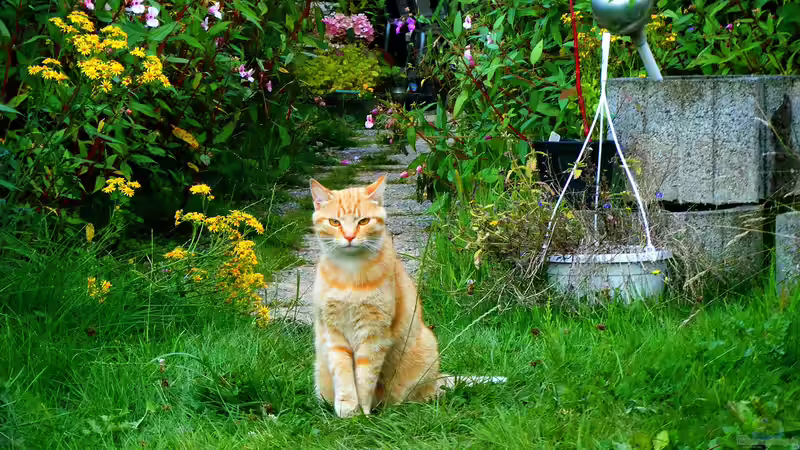 Blog: Natürlichkeit im Garten: Der Biophilia-Effekt (6586)
