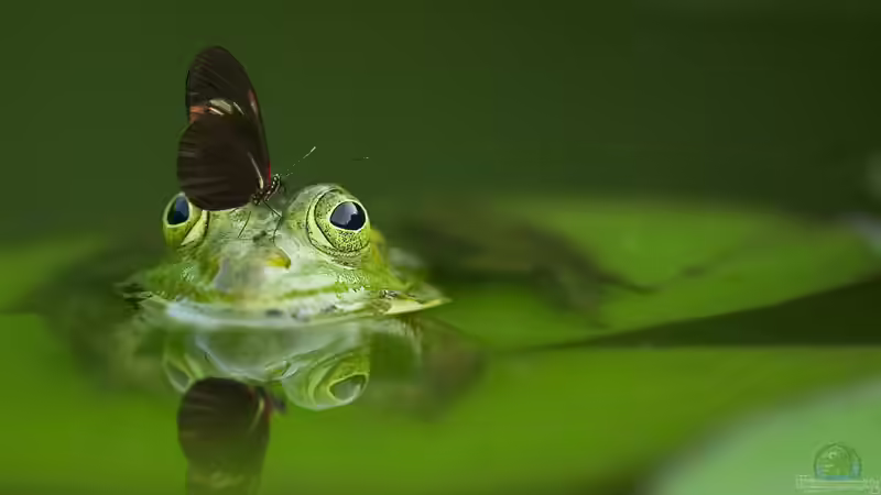 Blog: Naturteichbewohner: Abwarten oder Nachhelfen? (6902)