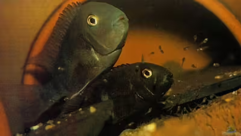 Blog: Neetroplus nematopus ??? Arbeiter-Tropheus (3367)