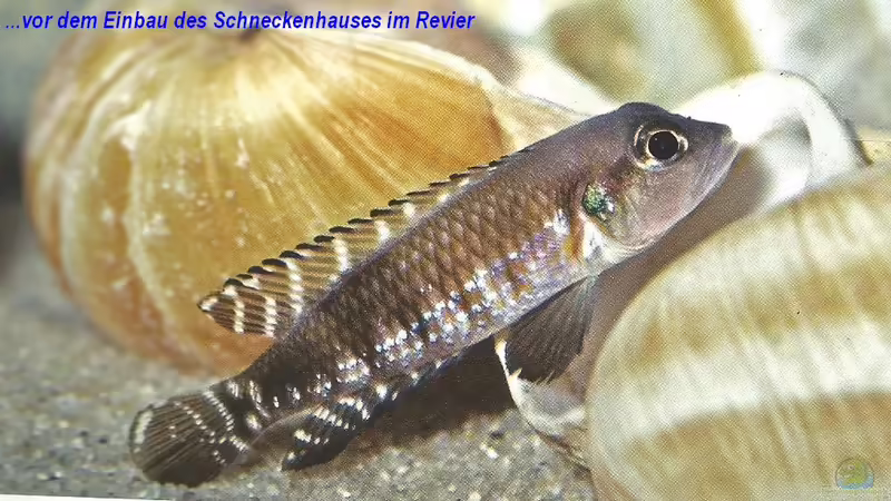 Blog: Neolamprologus Speciosus - Eine Artbeschreibung (5051)