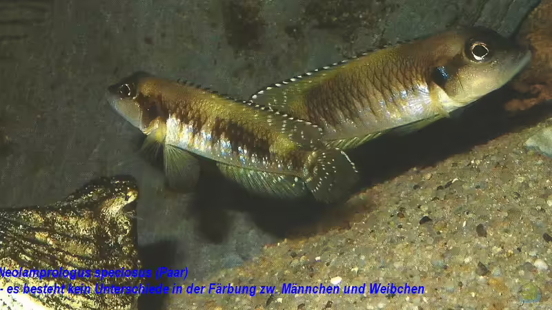 Blog: Neolamprologus Speciosus - Eine Artbeschreibung (5051)