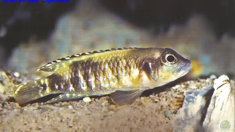 Blog: Neolamprologus Speciosus - Eine Artbeschreibung (5051)