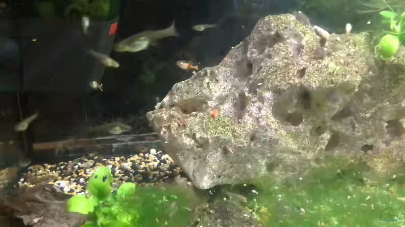 Blog: Neons und Guppys im Aquarium (5424)
