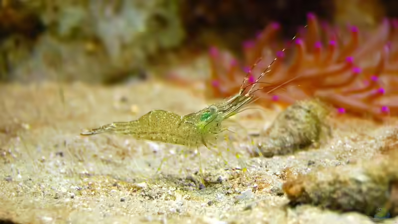 Blog: Neue Erkenntnisse in der Aquaristik: Trends, Forschungsergebnisse und Innovationen für moderne Aquarienfreunde (7307)