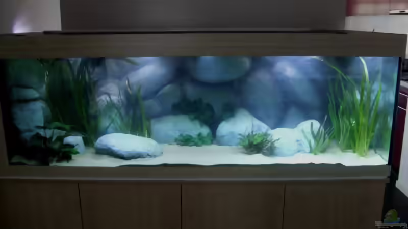 Blog: Neues Projekt: Sandcichliden-Becken (3180)