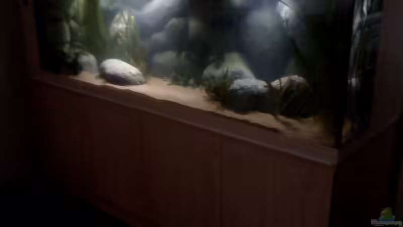 Blog: Neues Projekt: Sandcichliden-Becken (3180)