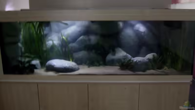 Blog: Neues Projekt: Sandcichliden-Becken (3180)
