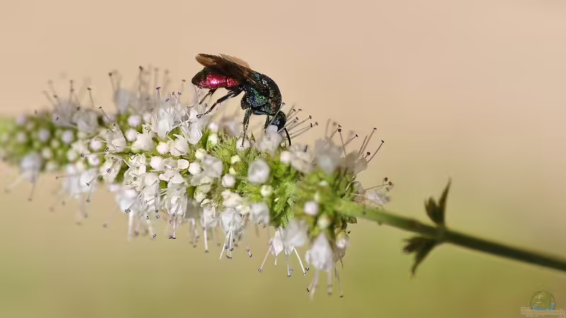 Blog: Nicht nur der Kuckuck: Brutparasitismus in der Tierwelt (6593)