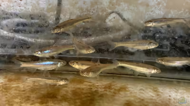 Blog: Notropis-Arten im Gartenteich - Haltung, Pflege und Besonderheiten nordamerikanischer Schönheiten (7881)