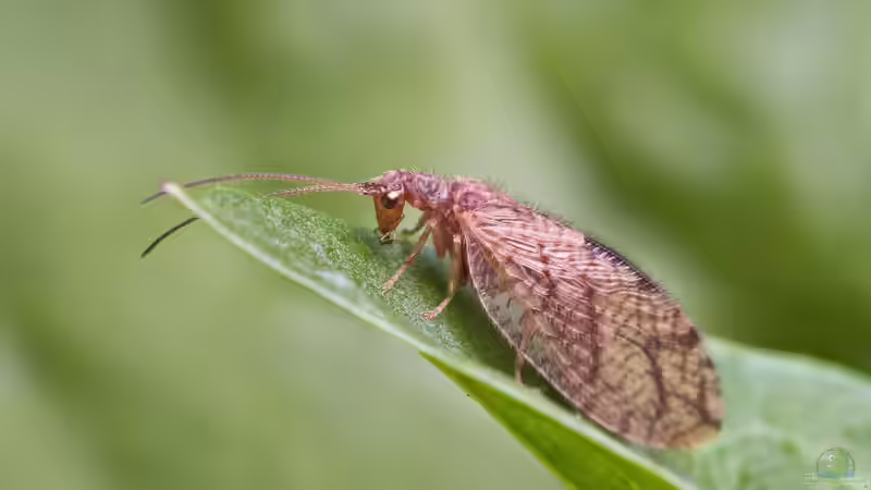 Blog: Nützlinge fördern - Mit natürlicher Hilfe Blattläusen im Garten vorbeugen (7932)