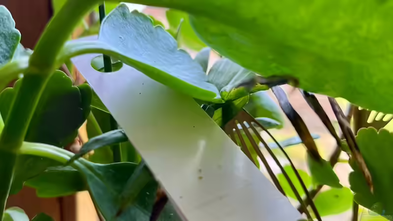 Blog: Nützlinge fördern - Mit natürlicher Hilfe Blattläusen im Garten vorbeugen (7932)