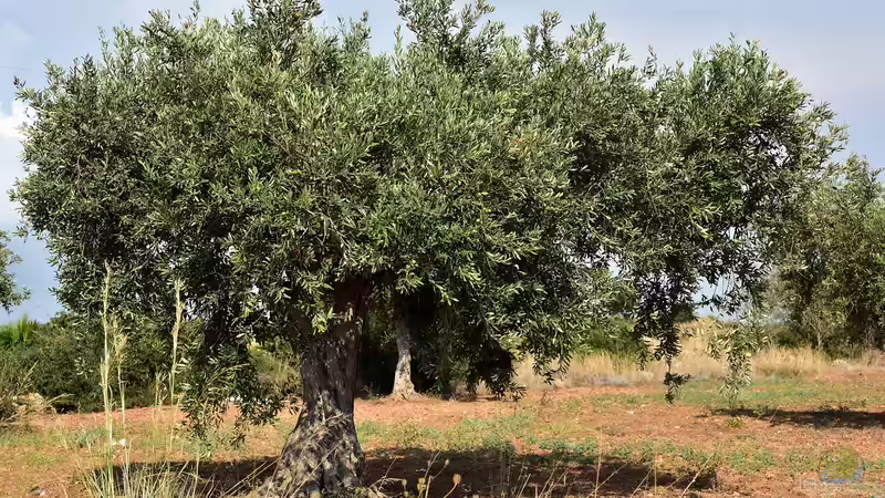 Blog: Obstbäume im Klimawandel (6682)