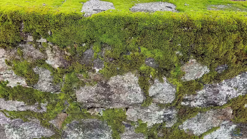 Blog: Ökologisch wertvoll: Eine Trockenmauer selbst bauen (6378)