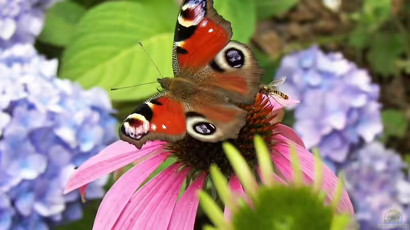 Blog: Ökologische Gartengestaltung: Das empfielt der Bund Naturschutz (6946)