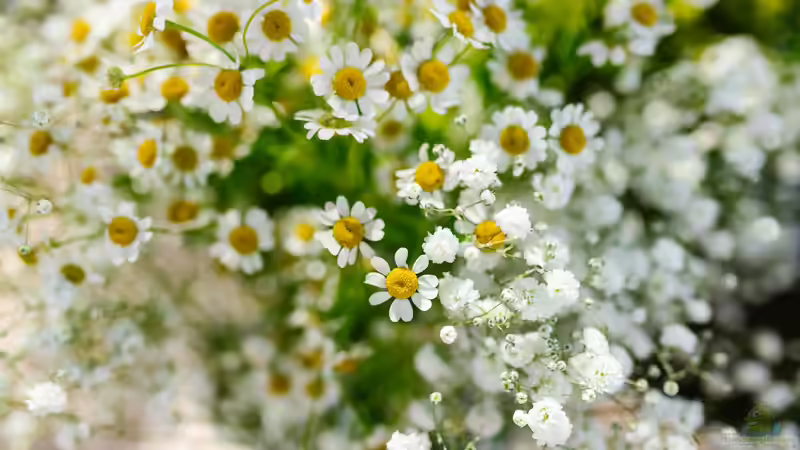 Blog: Ökologische Gartengestaltung: Das empfielt der Bund Naturschutz (6946)