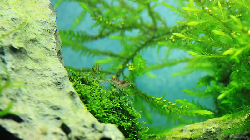 Blog: Ohne Moos nicht´s los im Aqua !!! (4945)