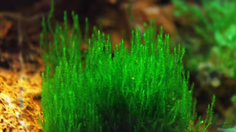 Blog: Ohne Moos nicht´s los im Aqua !!! (4945)