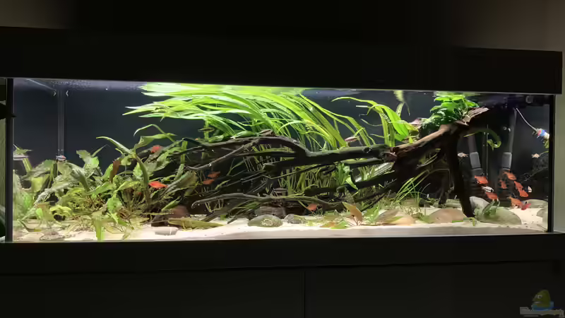 Blog: OptiWhite: Das ideale Glas für dein Aquarium? (6636)