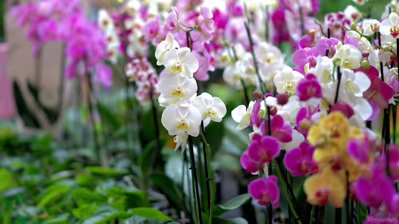 Blog: Orchideen im Winter (6597)
