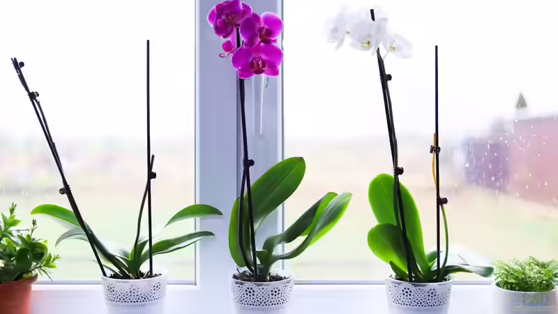 Blog: Orchideen richtig gießen: Was ist richtig und falsch? (7692)