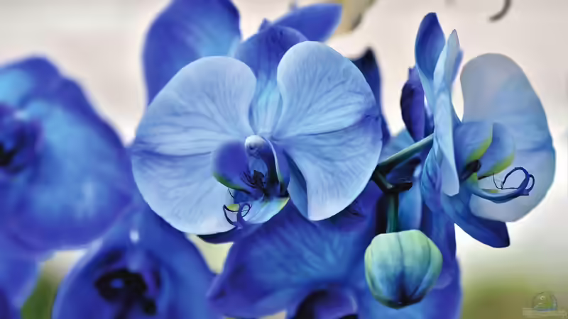Blog: Orchideen richtig gießen: Was ist richtig und falsch? (7692)