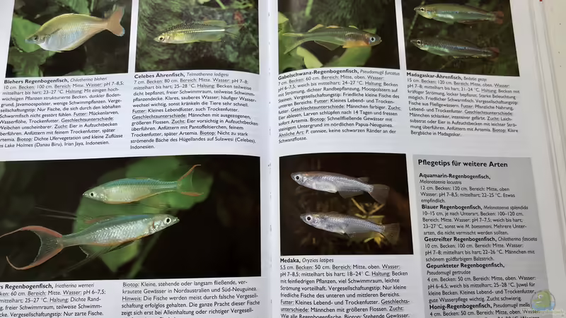 Blog: Orientierung in der Aquaristik - Fisch-Arten 1/2 (5412)