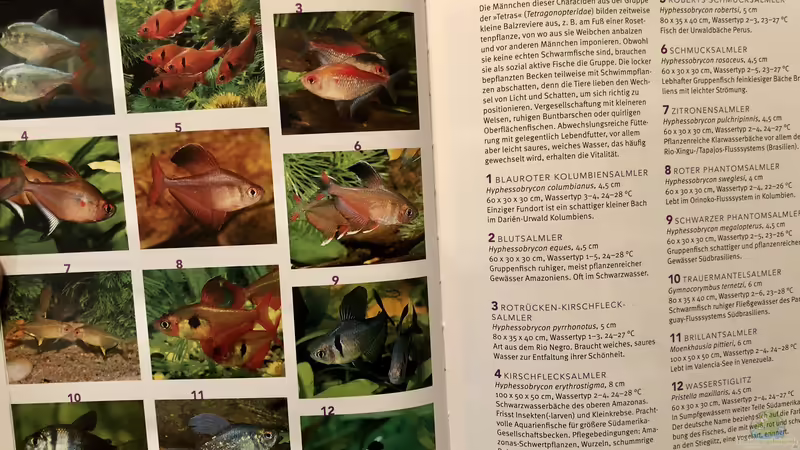 Blog: Orientierung in der Aquaristik - Fisch-Arten 2/2 (5415)
