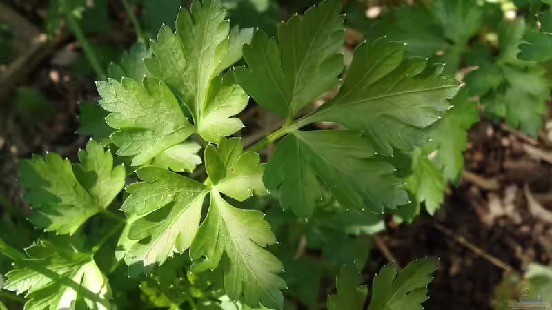 Blog: Oxalsäure im Garten: Wirkung, Vorkommen, Nutzen und Risiken umfassend erklärt (7529)