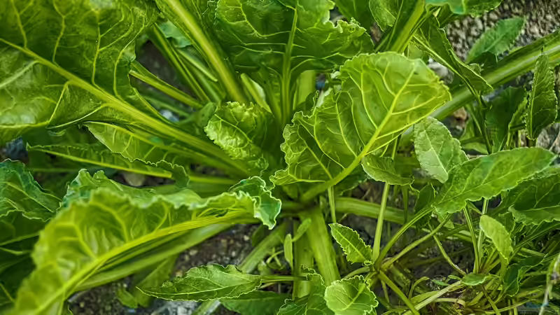 Blog: Oxalsäure im Garten: Wirkung, Vorkommen, Nutzen und Risiken umfassend erklärt (7529)