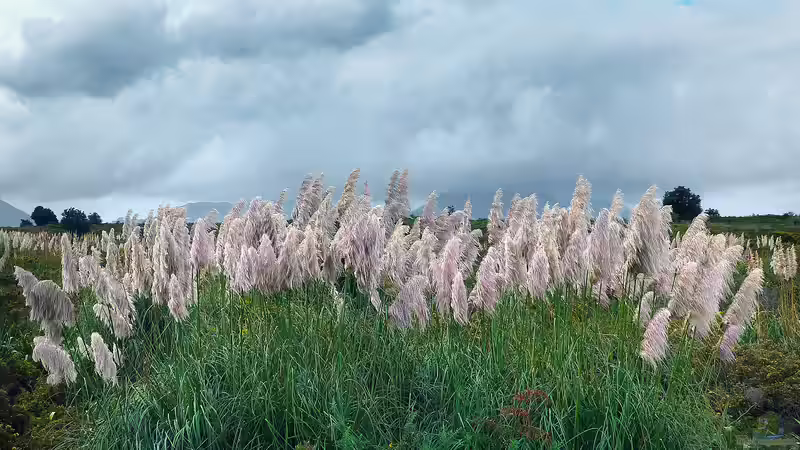 Blog: Pampasgras: Ein Highlight im Garten oder eine problematische invasive Art? (7665)