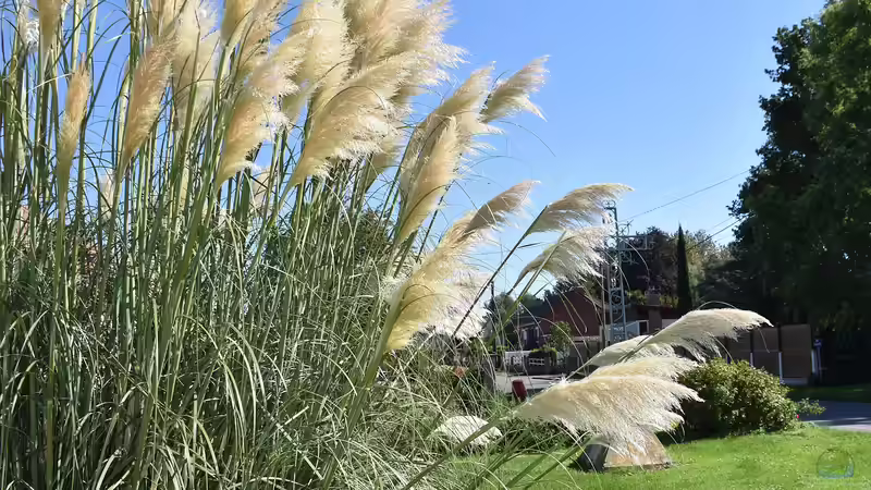 Blog: Pampasgras zuschneiden: Der umfassende Leitfaden für gesunde und prachtvolle Ziergräser im Garten (7805)