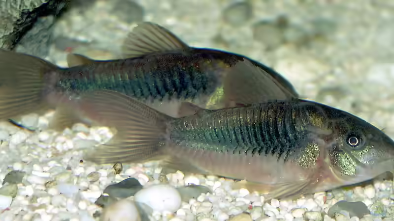 Blog: Panzerwelse: Unterschiedliche Arten der Gattung Corydoras vergesellschaften (8318)