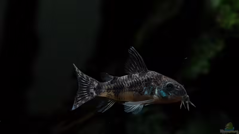 Blog: Panzerwelse: Unterschiedliche Arten der Gattung Corydoras vergesellschaften (8318)