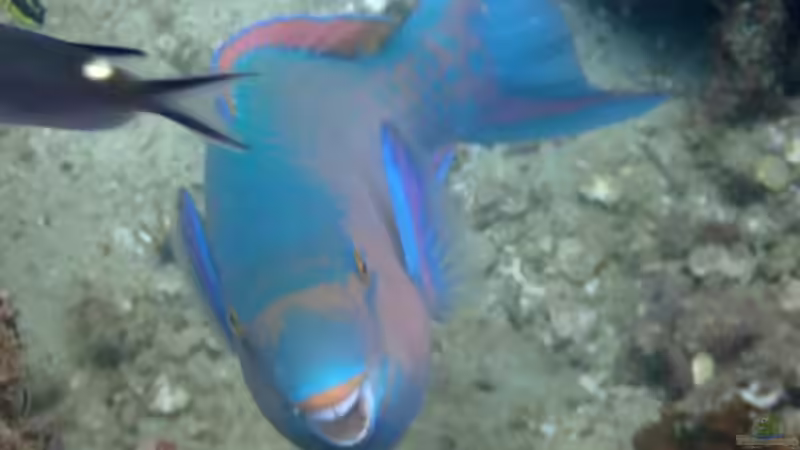Blog: Papageifische im Aquarium: Ein umfassender Ratgeber (7557)