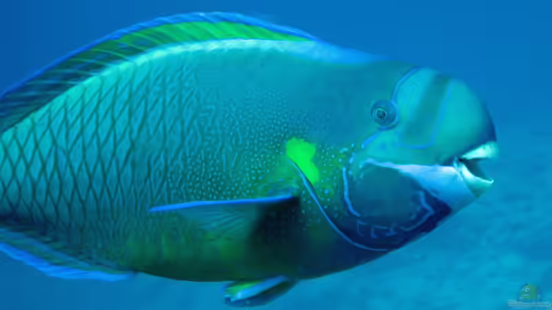 Blog: Papageifische im Aquarium: Ein umfassender Ratgeber (7557)