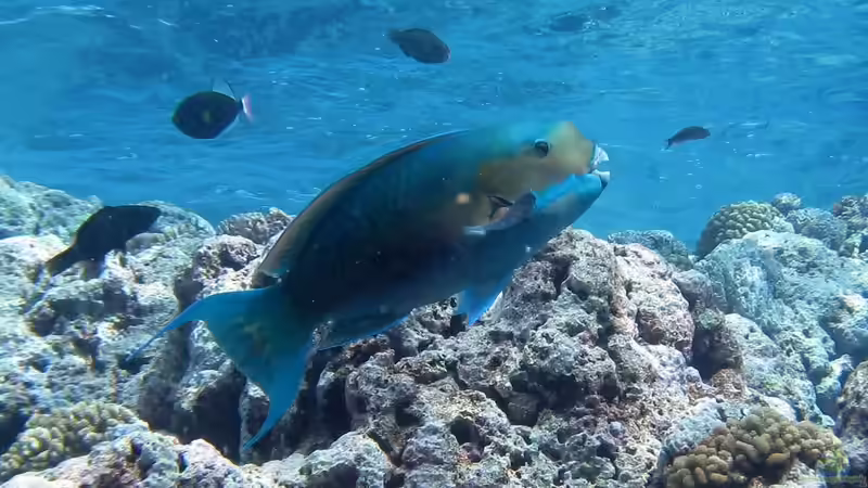 Blog: Papageifische im Aquarium: Ein umfassender Ratgeber (7557)