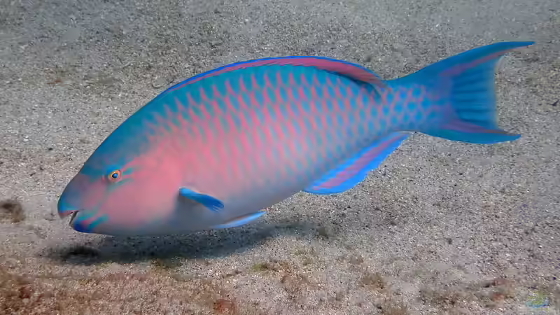Blog: Papageifische im Aquarium: Ein umfassender Ratgeber (7557)