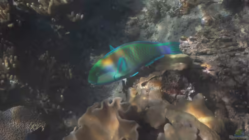Blog: Papageifische im Aquarium: Ein umfassender Ratgeber (7557)
