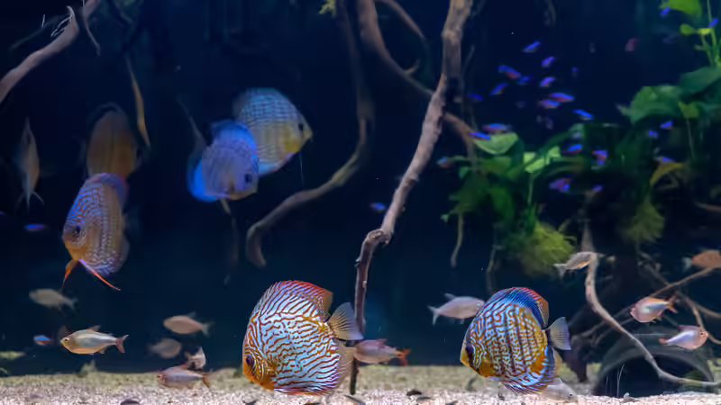 Blog: Passende Beifische für Diskus - Der ultimative Leitfaden für ein harmonisches Diskusaquarium (7285)