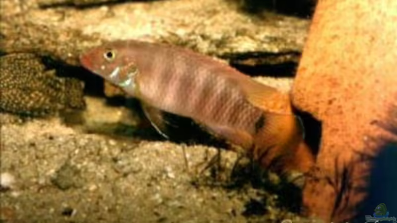 Blog: Pelvicachromis - Die Arten aus Guinea , Liberia und Sierra Leone  (1977)