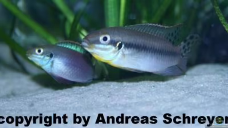 Blog: Pelvicachromis - Die Arten aus Guinea , Liberia und Sierra Leone  (1977)