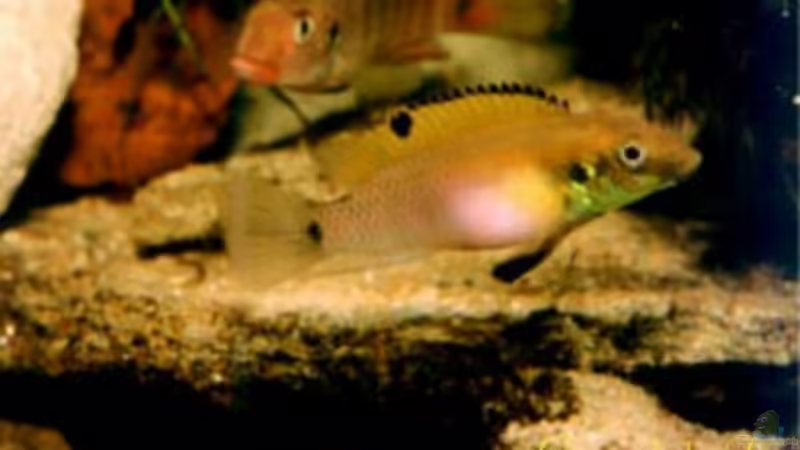 Blog: Pelvicachromis - Die Arten aus Guinea , Liberia und Sierra Leone  (1977)