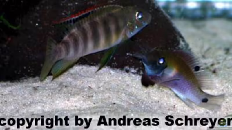 Blog: Pelvicachromis - Die Arten aus Guinea , Liberia und Sierra Leone  (1977)