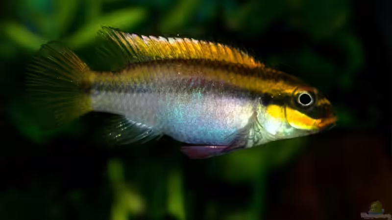 Blog: Pelvicachromis taeniatus - ein Versteckbrüter aus Westafrika (1973)