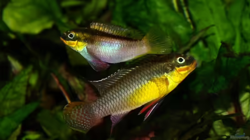 Blog: Pelvicachromis taeniatus - ein Versteckbrüter aus Westafrika (1973)