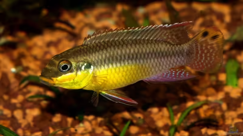 Blog: Pelvicachromis taeniatus - ein Versteckbrüter aus Westafrika (1973)