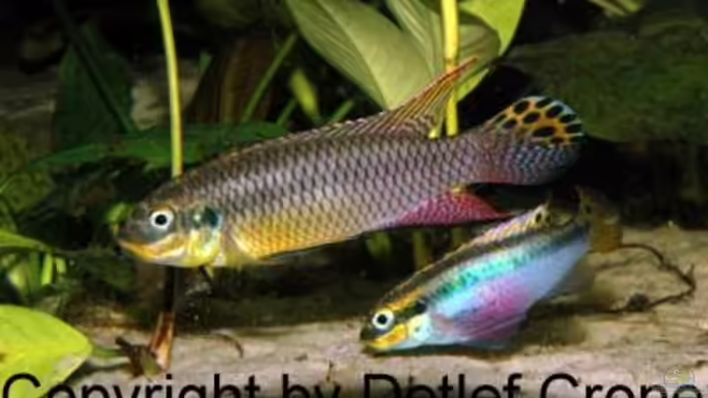 Blog: Pelvicachromis taeniatus - ein Versteckbrüter aus Westafrika (1973)