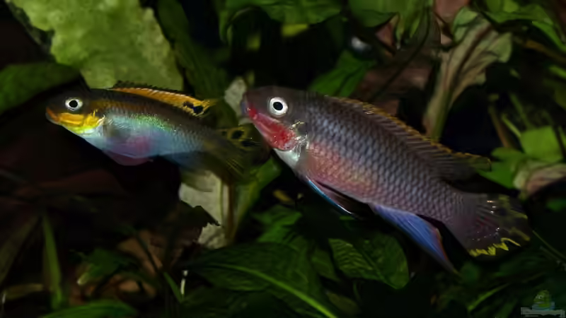 Blog: Pelvicachromis taeniatus - ein Versteckbrüter aus Westafrika (1973)