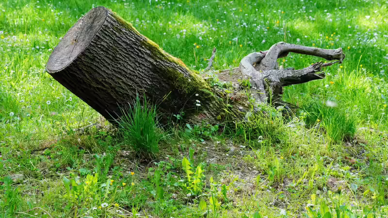 Blog: Perfekter Rasen: So wirst du Moos wieder los (7050)